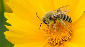 Pszczoły proszą o pomoc