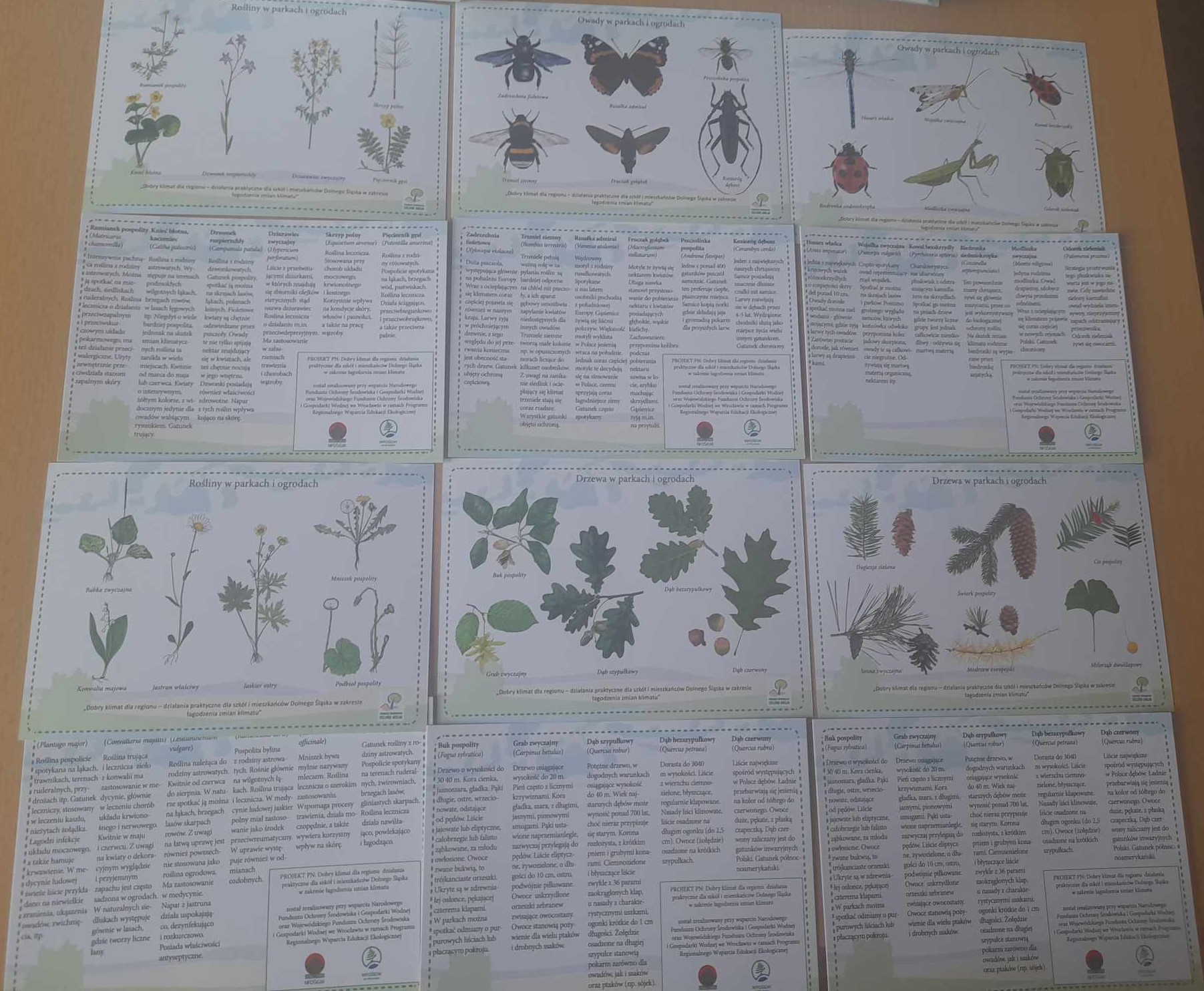 Materiał edukacyjny o drzewach, owadach i ziołach