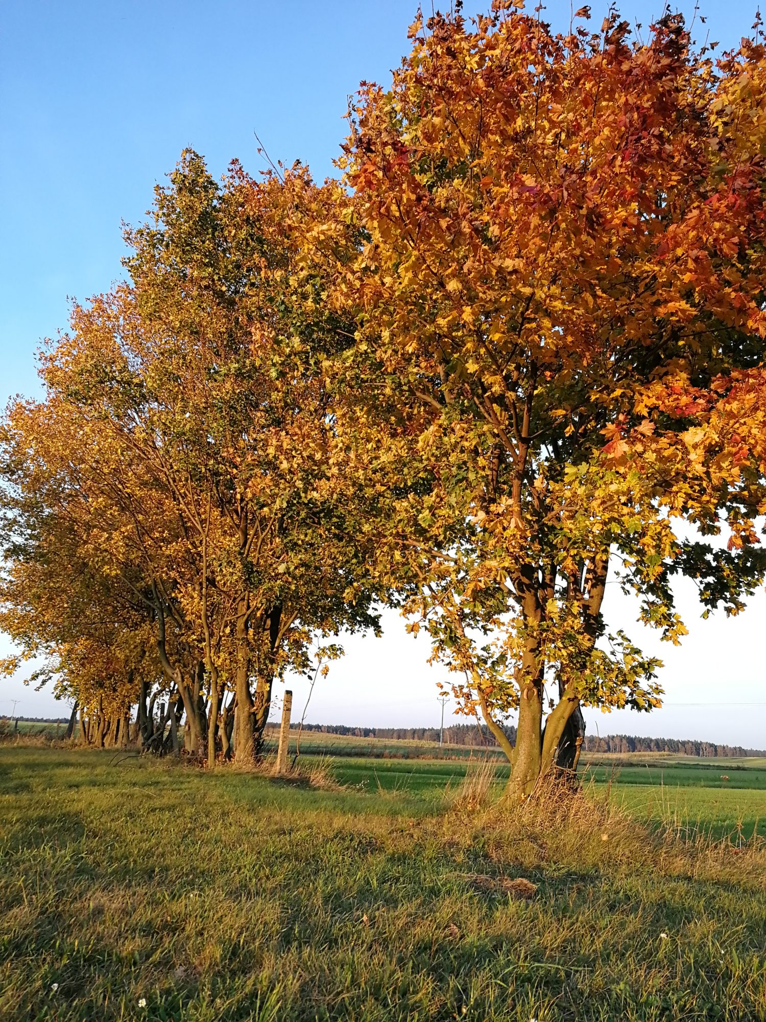 Film “Żyjące korytarze” w ramach projektu PROADAPT