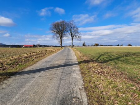 Zakończenie prac planistycznych i projektowych – nasadzenia drzew